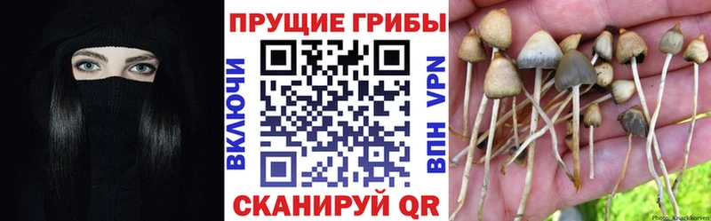 Купить где  Усть-Кут  Галлюциногенные грибы ЛСД 